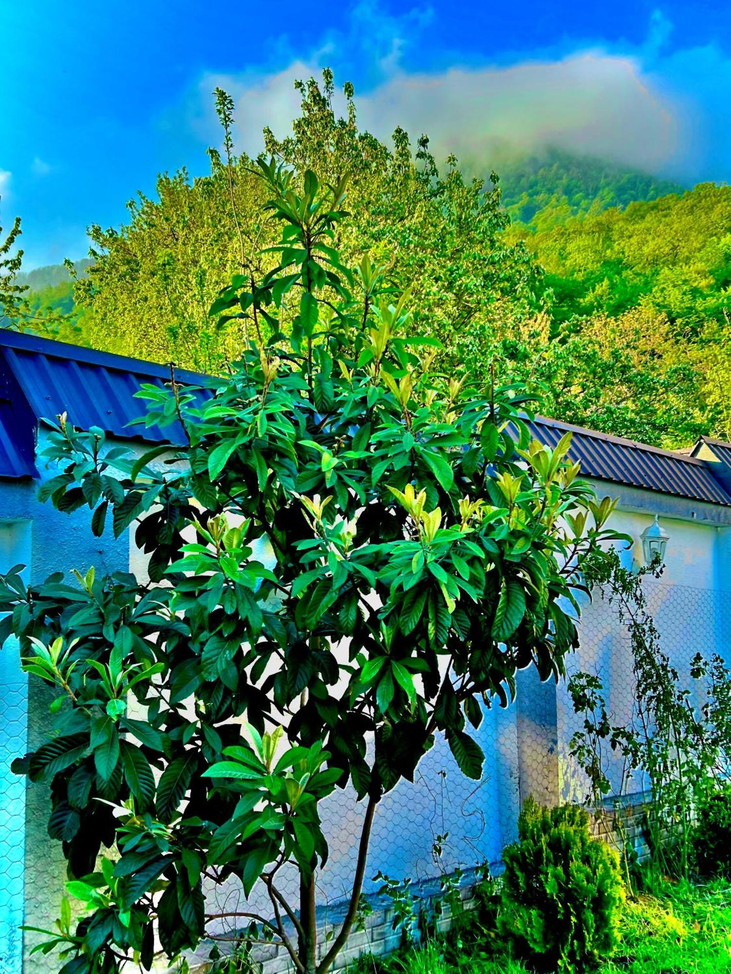 Qafqaz Mountside Chalet Габала Екстериор снимка